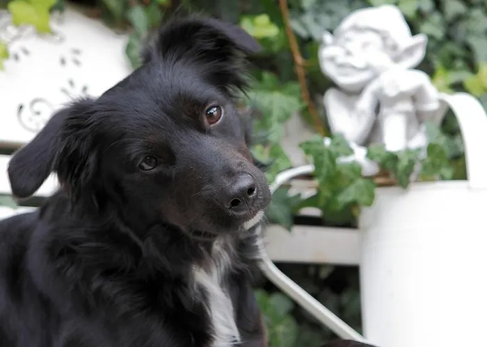 Baernsteinhof - Mit Herz Ξενοδοχείο Aigen im Mühlkreis