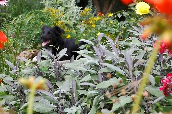 Baernsteinhof - Mit Herz Ξενοδοχείο Aigen im Mühlkreis