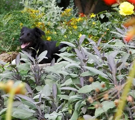 Baernsteinhof - Mit Herz Hotel Aigen im Mühlkreis